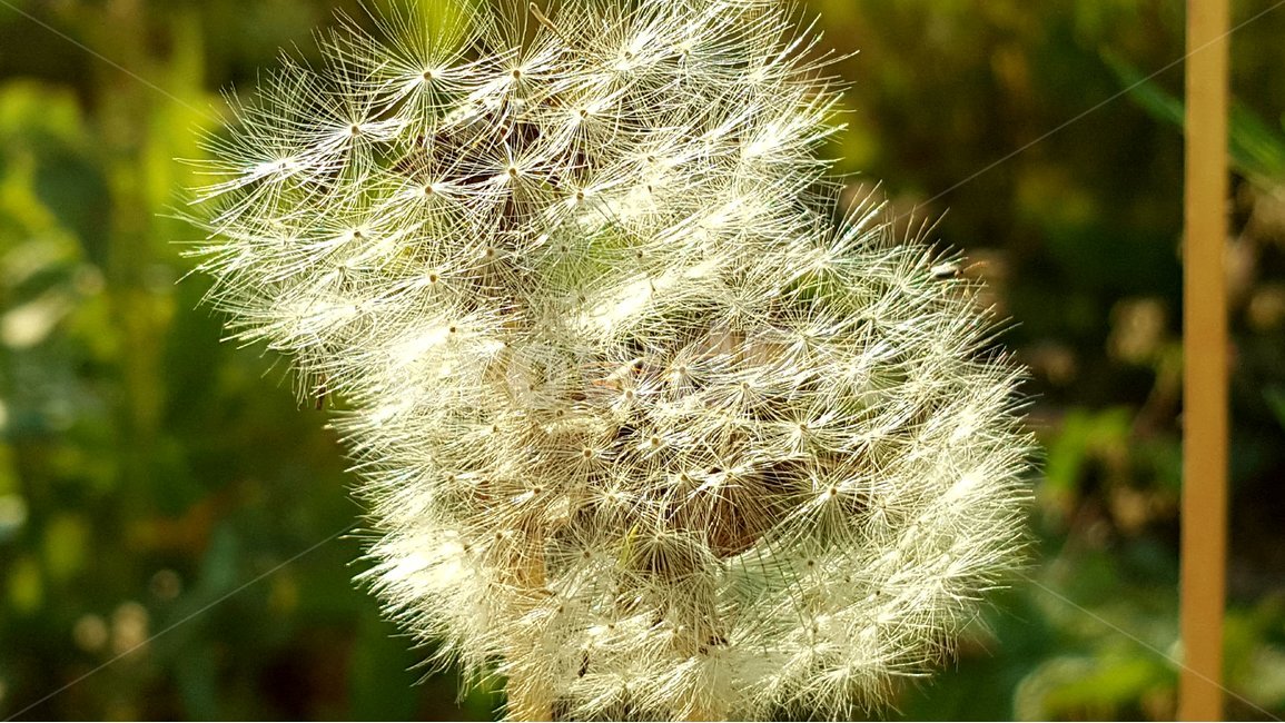 꽃,식물,자연,민들레,홀씨,빛,투영,식물,자연,plants,nature