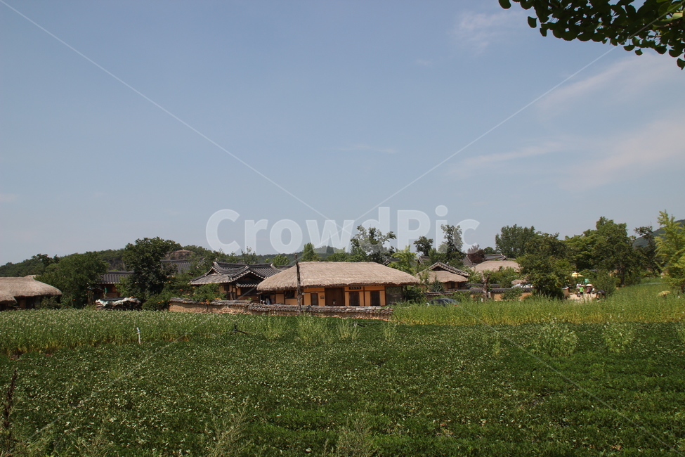 하회마을,한옥,전통가옥,초가집,초가,돌담,전통,안동,한국,시골,마을,풍경,landscape,country,rural,town,한국전통,한국문화,korean traditional,korean culture