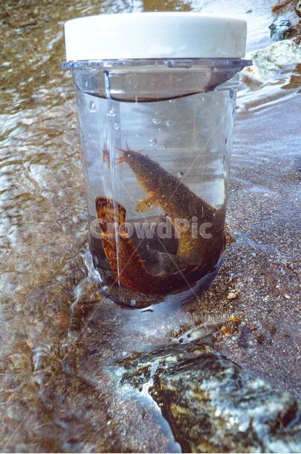 감옥,미꾸라지,시냇물,자유,낚시,물고기,fish,animal,동물