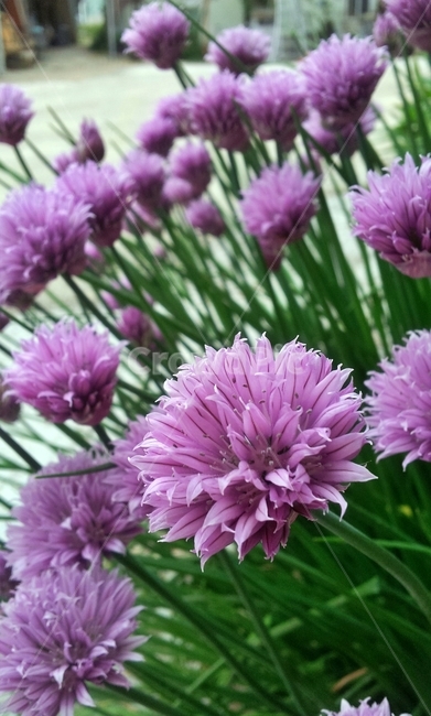 수레국화,꽃,식물,들꽃,flower,blossom,plant,보라색꽃,보라색,식물,자연,plants,nature,꽃,flower