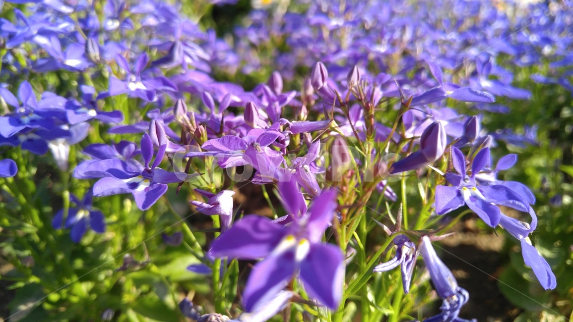 꽃,보라색꽃,보라색,식물,공원,녹색,배경,감성,계절,flowers,purpleflower,purple,plants,pakk,green,background,emotional,season,bloom,floral