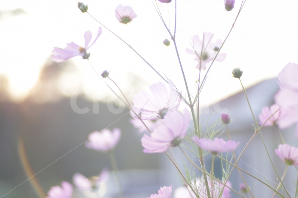 꽃,코스모스,가을,햇살,꽃사진,가을,계절,fall,autumn,season,휴식,힐링,rest,relaxation,healing,식물,자연,plants,nature,꽃,flower,감성,sensible,feeling,plant