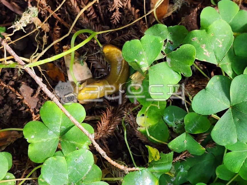 leaf,잎,바나나민달팽이,민달팽이,bananaslug,slug,바나나슬러그,노란,yellow