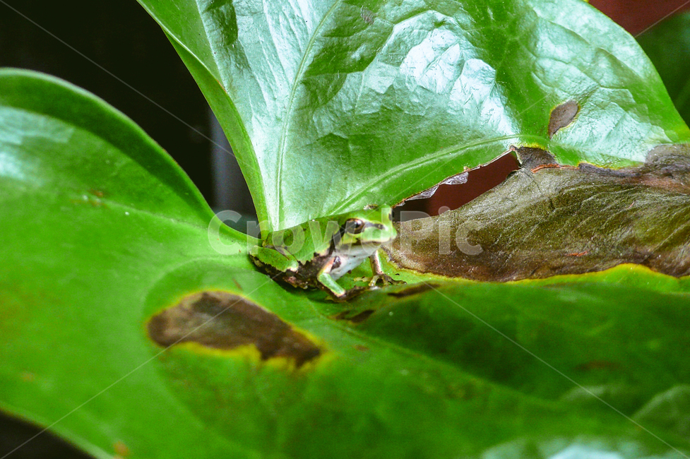 treefrog,green,smallfrog,pollen,청개구리,녹색,작은개구리,화분,파충류,양서류,reptile,amphibian