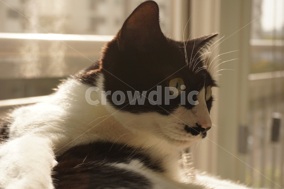 atmosphere,color,inside,house,Korean Shorthair,house cat,vintage,cat,nose short,animal,Warm color,pet