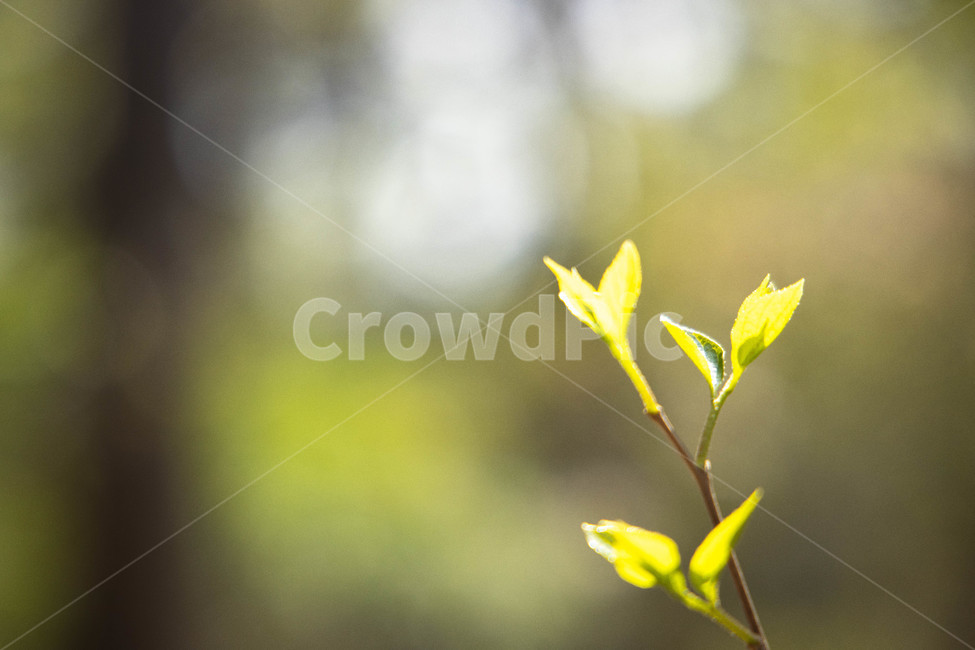 잎,초록,연두,식물,아웃포커싱,leaf,plant,green,식물,자연,plants,nature