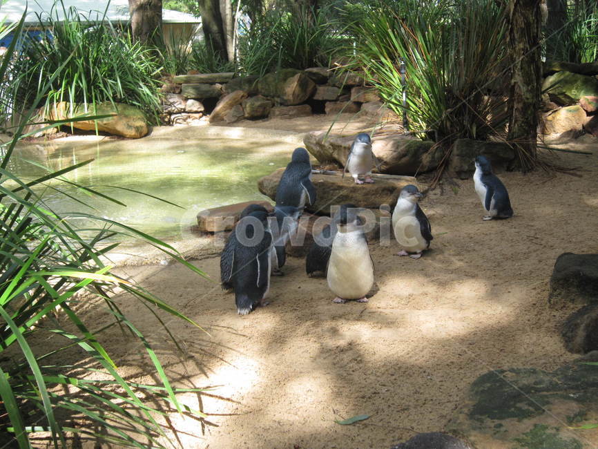 펭귄,penguin,animal,동물,동물원,동물,animal