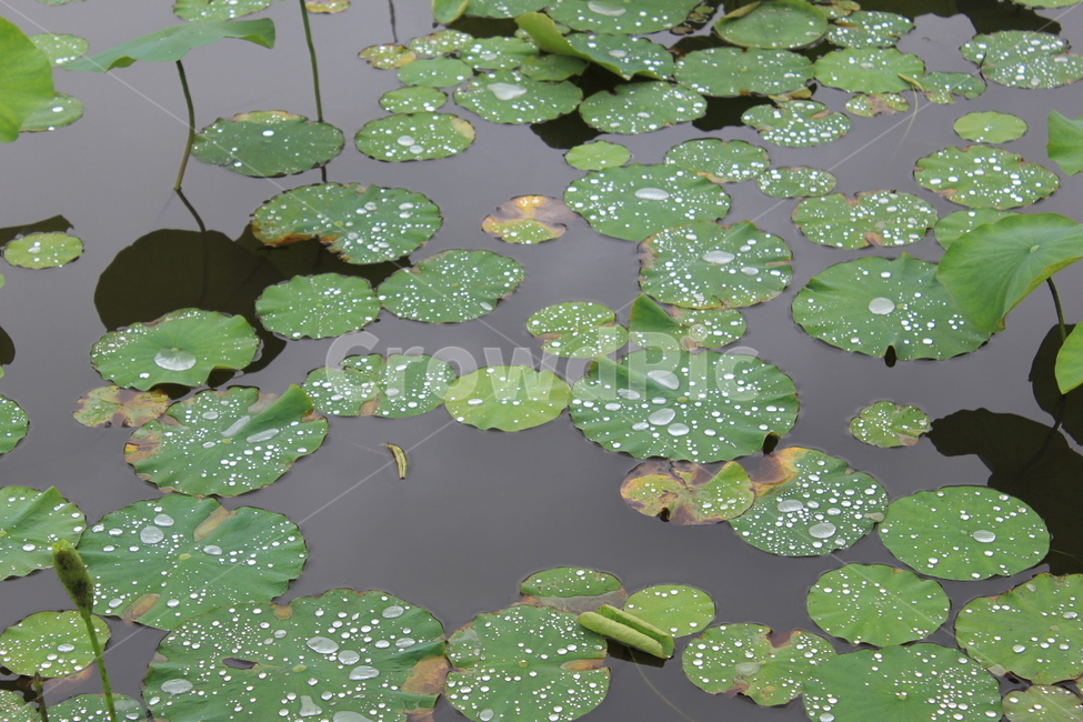 연꽃,연,연못,풍경,자연,연잎,개구리,제주,제주도,풍경사진,물,자연,풍경,nature,landscape,plant,식물,lily,백합,blossom,꽃,flower