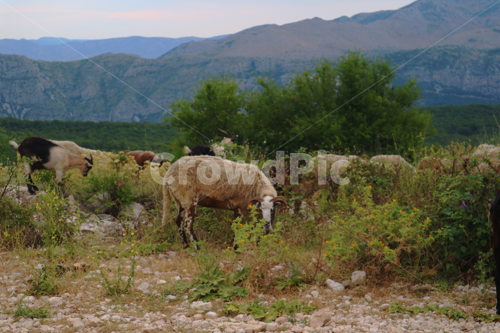 animal,동물,양,sheep,들,field,목초지,grassland,자연,nature,옥외,outdoors,유럽,여행,유럽여행,관광,양치기,자연,풍경,nature,landscape,동물,animal,포유류,mammal