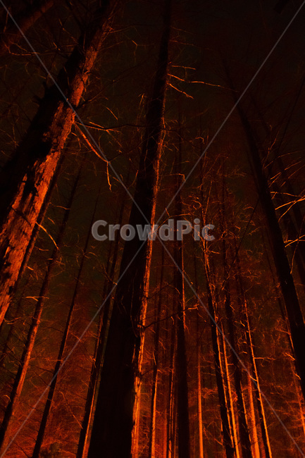 숲,풍경,나무,숲길,산,자연,풍경,nature,landscape,식물,plants,나무,trees,wood,공포,호러,무서운,무서움,horror,terror,fear