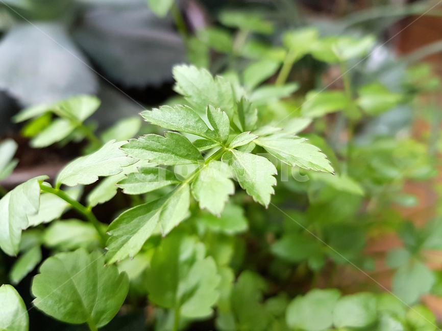 식물,화분,허브,herbs,plant,식물,자연,plants,nature