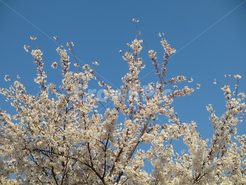 Cherry Blossom,flowering,springseason,spring,spring flowers,sensiblefeeling,plants,sight,season,Emotion,park,sky,blossom,nature,tree,clear,full bloom,flower,warm,blue,background,plant,walk