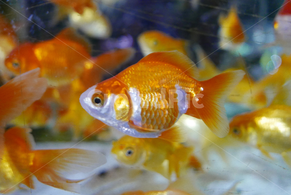 동물,fish,물고기,goldfish,금붕어,animal,동물,animal,어류,물고기,fish