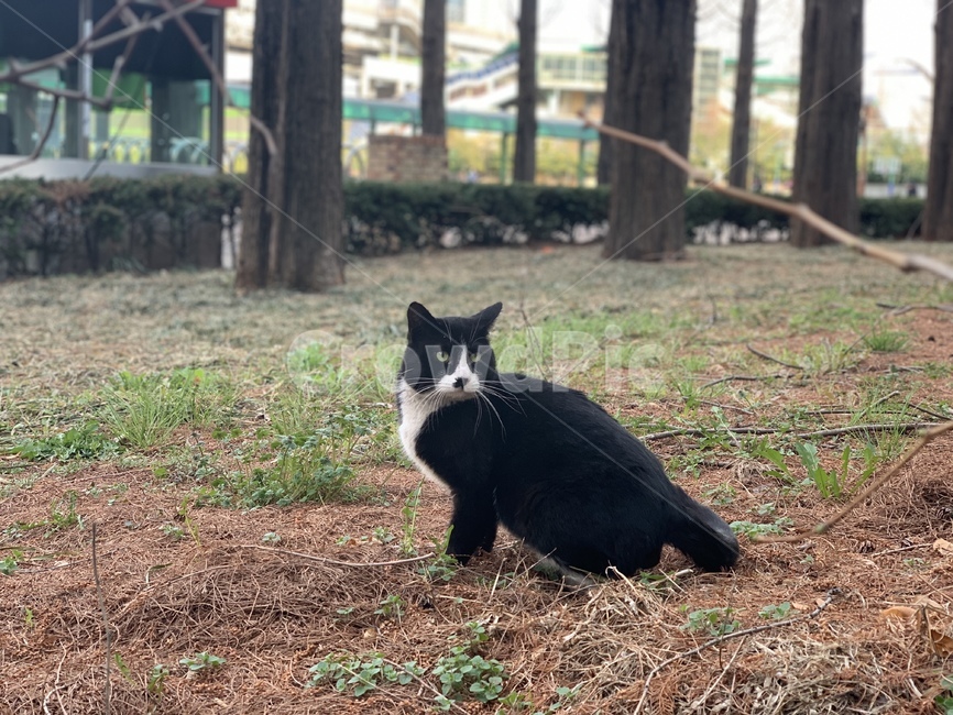 고양이,길고양이,턱시도고양이,자연,봄,동물,animal,포유류,mammal,고양이,cat,kitten,kitty