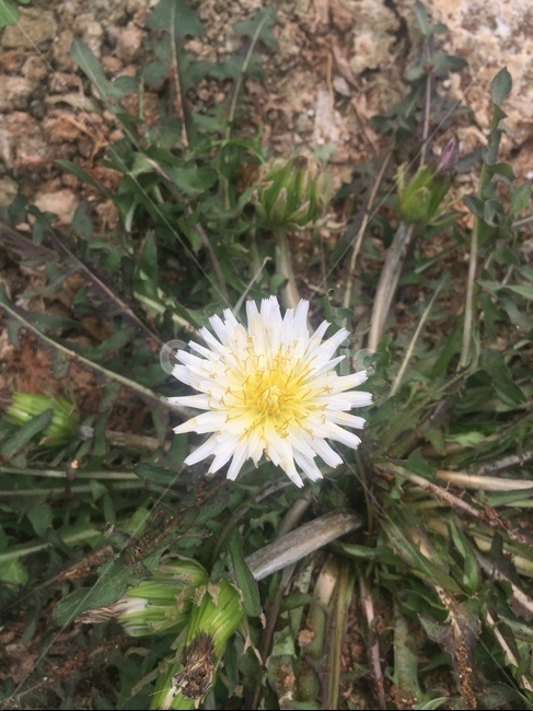 민들레,민들레꽃,봄소식,씀바귀,토종민들레,식물,자연,plants,nature,꽃,flower