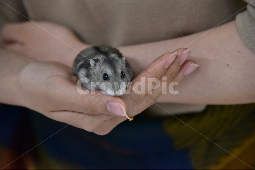 햄스터,동물,애완동물,포유류,펫,귀여움,귀여운,hamsters,mammals,pets,pet,cute,동물,animal,포유류,mammal