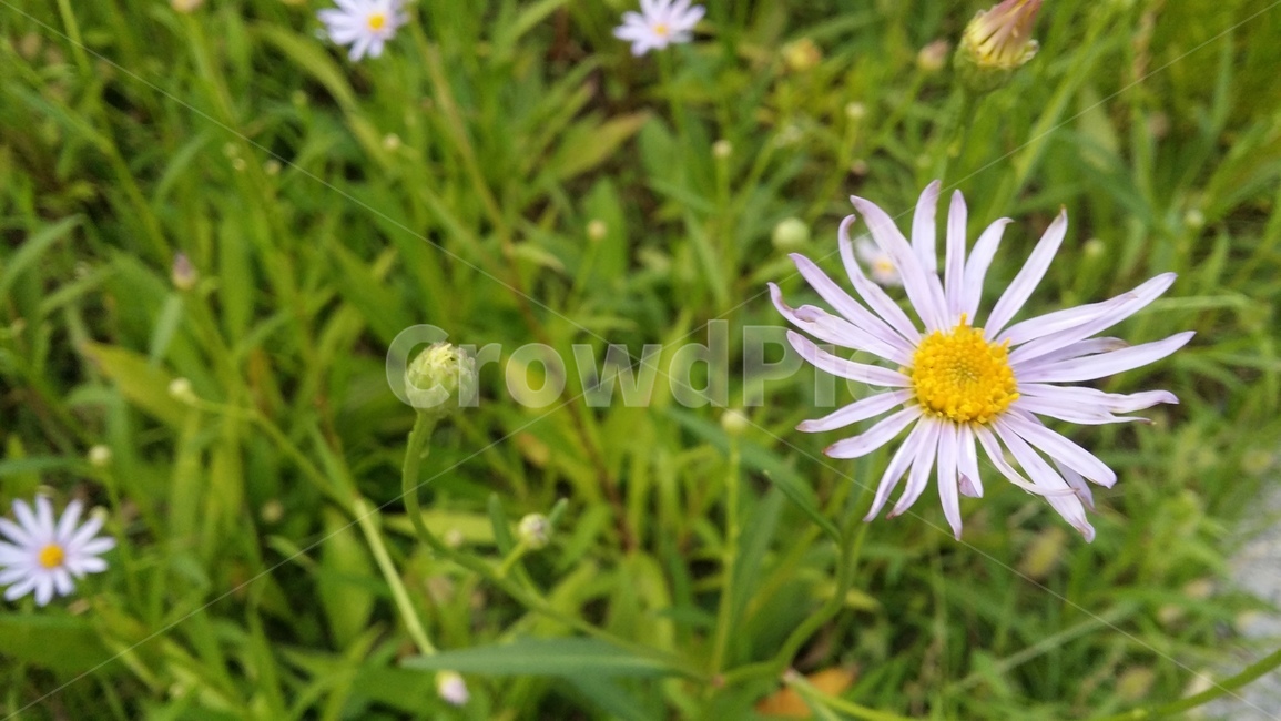 꽃,들꽃,여름,풀밭,flower