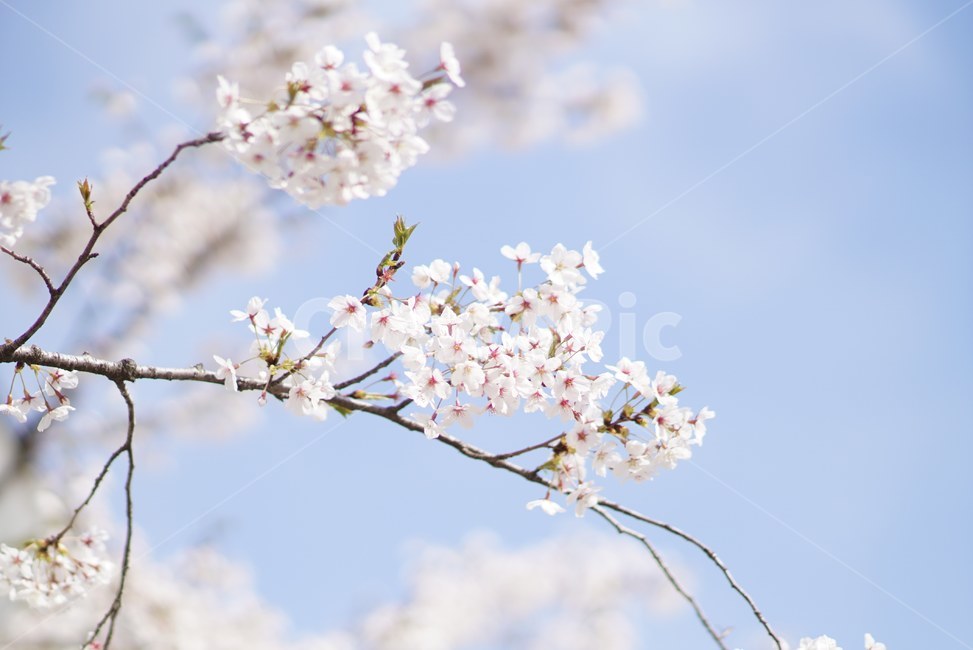 벚꽃,봄,꽃,자연,핑크,하늘,sky,nature,flower,cherryblossom,계절,spring,봄꽃,화사,봄,계절,spring,season,식물,자연,plants,nature,꽃,flower,plant,blossom