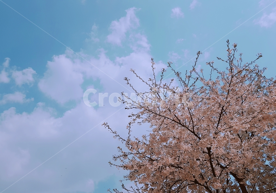 벚꽃,봄,하늘,꽃,구름,나무,분홍,분홍색,하늘색,푸름,자연