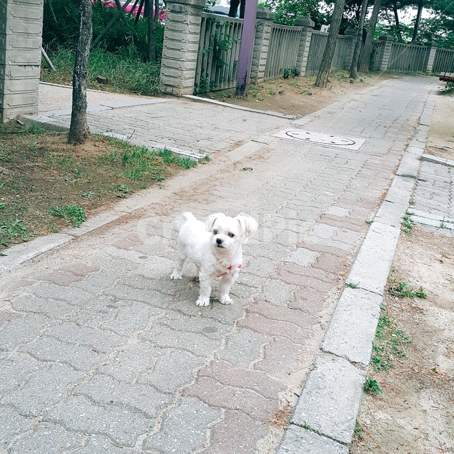 강아지,말티즈,동물,반려견,산책,동물,animal,포유류,mammal,개,강아지,dog,doggy