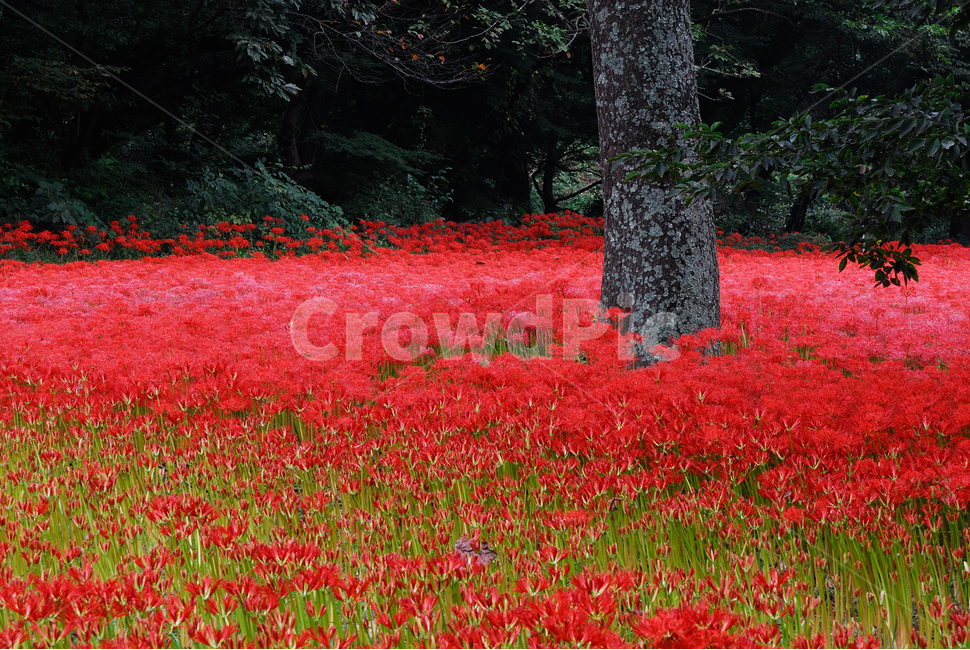plant,식물,꽃무릇,풍경,가을,자연,풍경,nature,landscape,식물,plants,꽃,flower
