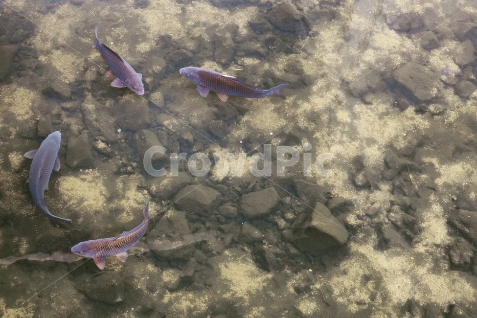 물고기,봄,활동,같은시간,어울림,산책,동양화,조화,동물,animal,어류,물고기,fish