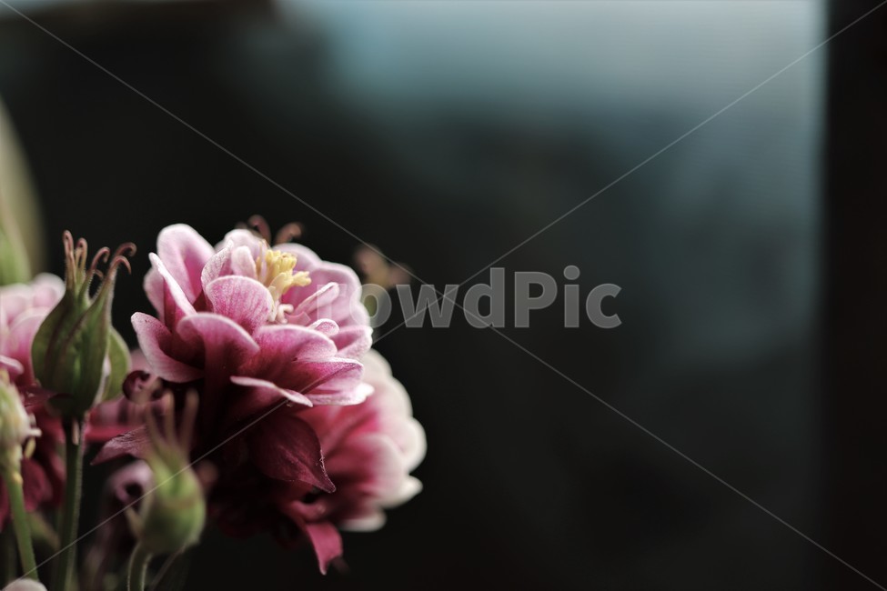 매발톱꽃,분홍색꽃,여백,꽃,flower,blossom,식물,plant,백그라운드,접사