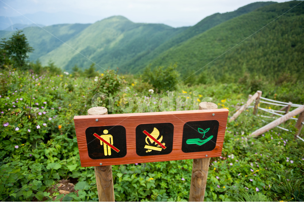 자연,정선,두문동재,야생,풍경