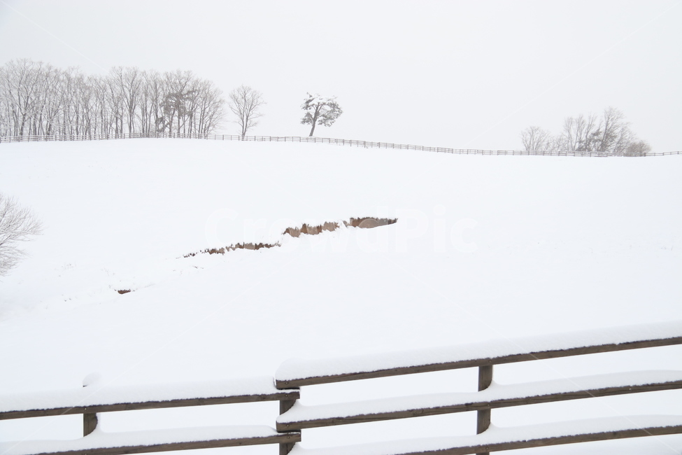 눈,목장,황량,고요,겨울,쓸쓸,강원도,자연,winter,snow,눈보라,나무,겨울,계절,winter,season,자연,풍경,nature,landscape