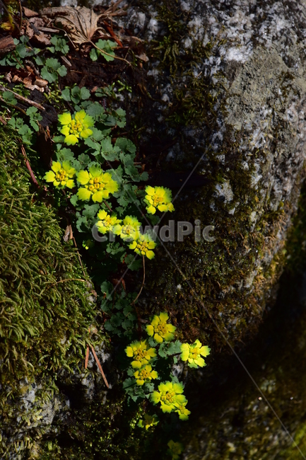 금괭이눈,야생화,봄,눈,꽃,풀꽃,자연,식물,식생,감성,힐링,plants,nature,spring,season,flower,emotion,feeling,노랑,노란색,초본
