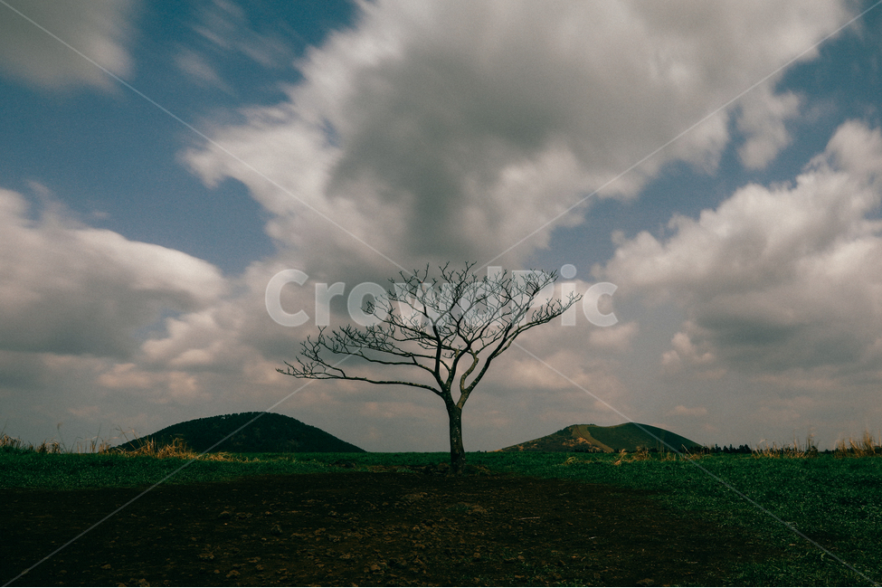 제주도,나무,하늘,장노출,구름,자연,풍경,nature,landscape,한국자연풍경,한국자연경관,korea nature landscape,제주도,jeju,jeju island,식물,plants,나무,trees,wood,grassland,목초지,outdoors,옥외,field,들,tree,plant