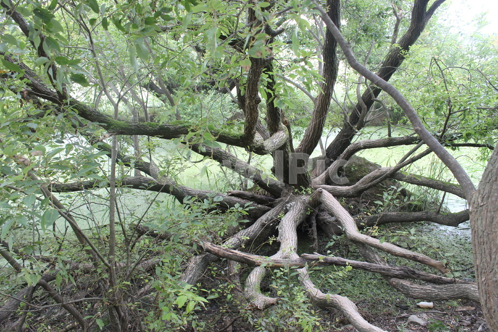 나무,나뭇가지,우포늪,여러갈래,나무늪,식물,자연,plants,nature,나무,trees,wood