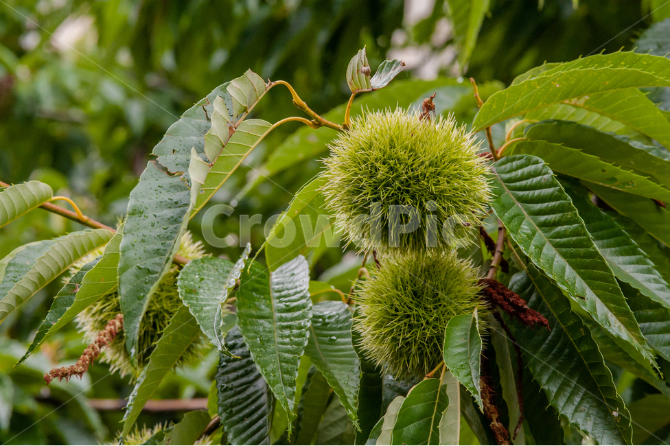 식물,잎,밤,가을,그린,초록,나뭇잎,가시,leaf,green,plant,밤가시,밤나무,chestnut,식물,자연,plants,nature,과일,열매,fruit