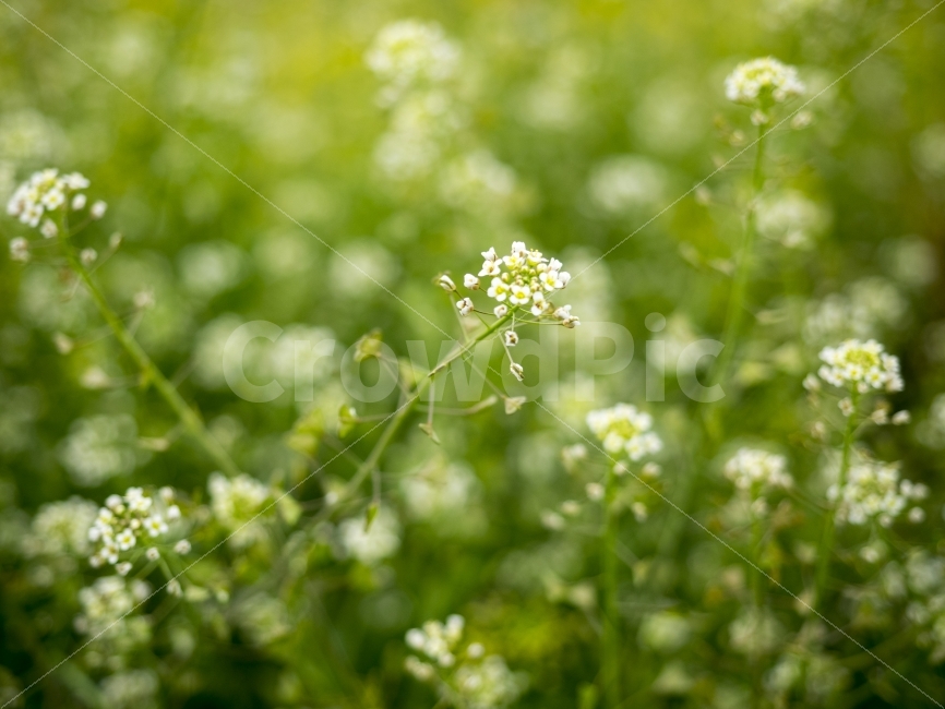 꽃,들꽃,봄,flowers,spring,식물,자연,plants,nature,감성,sensible,feeling,봄,계절,spring,season,꽃,flower,plant,blossom