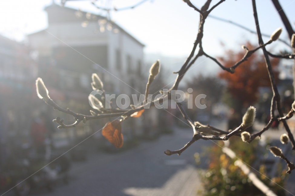 동백나무,겨울,겨울길,초겨울,겨울꽃,식물,자연,plants,nature,꽃,flower,휴식,힐링,rest,relaxation,healing