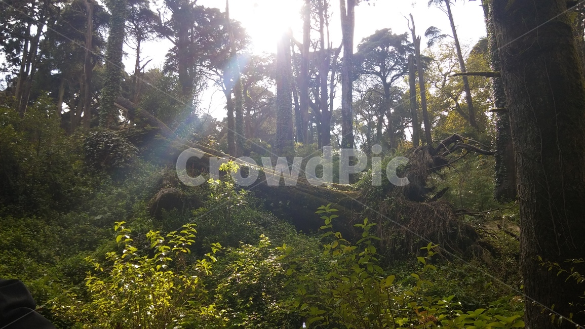 숲,나무,뿌리,흙,숲속,풀,햇빛,light,forest,자연,풍경,nature,landscape,식물,plants,나무,trees,wood