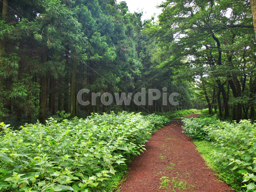 숲,숲길,사려니숲길,제주,자연림,휴양림,힐링,명소,비경,나무,풍경,자연,path,통로,plant,식물