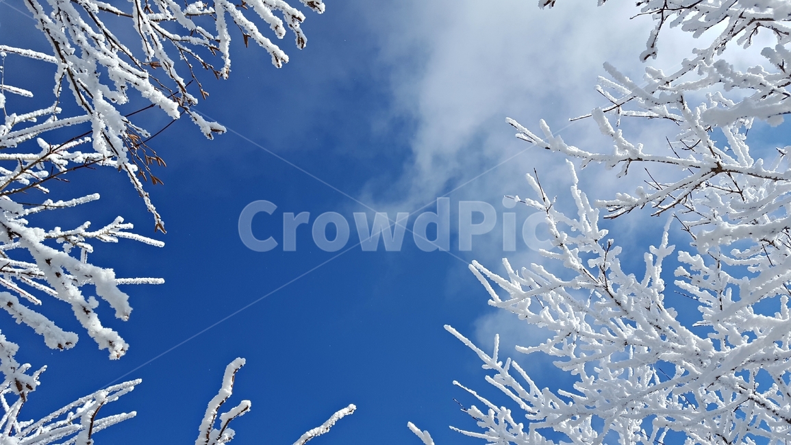겨울,덕유산,산,상고대,눈,12월,추위,자연,풍경,감성,나무,겨울,계절,winter,season,자연,풍경,nature,landscape,outdoors,옥외,snow,frost,서리