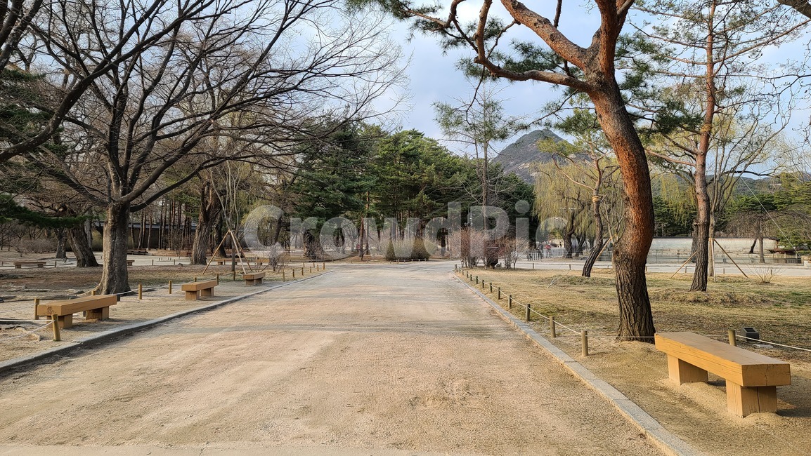 tree,나무,plant,식물,벤치