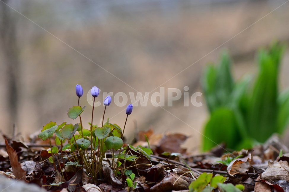 깽깽이풀,야생화,봄,꽃,풀꽃,자연,식물,식생,plants,nature,spring,season,flower
