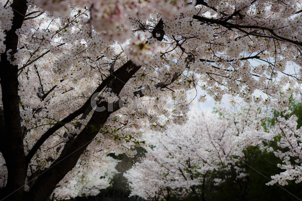 꽃,벚꽃,봄,흰색,배경,낮,계절,spring,season,풍경,나무,flower,오후,흐린,white,검정,black,보케,배경흐림,아웃포커스,포커싱,감성,꽃송이,식물,자연,plants,nature,봄꽃,봄,계절,spring,season,자연,풍경,nature,landscape,plant,blossom,cherry blossom