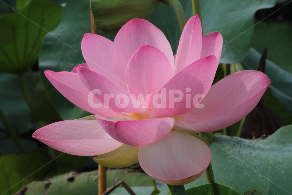 연,식물,연꽃,약용식물,lotus,식물,자연,plants,nature,꽃,flower