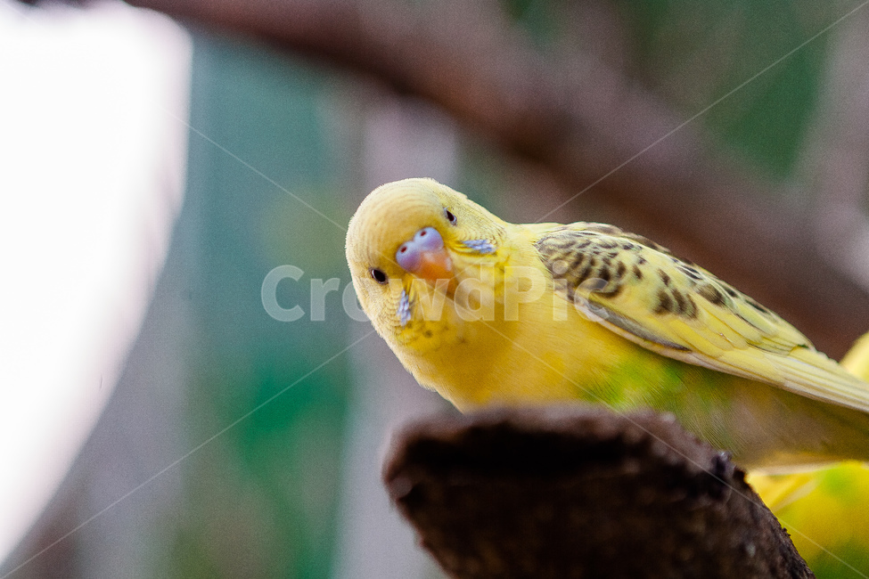 앵무새,동물원,새,생명,동물,날개,동물,animal,조류,새,birds
