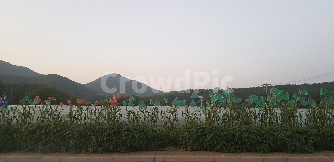 산,풀,비닐하우스,길,바람
