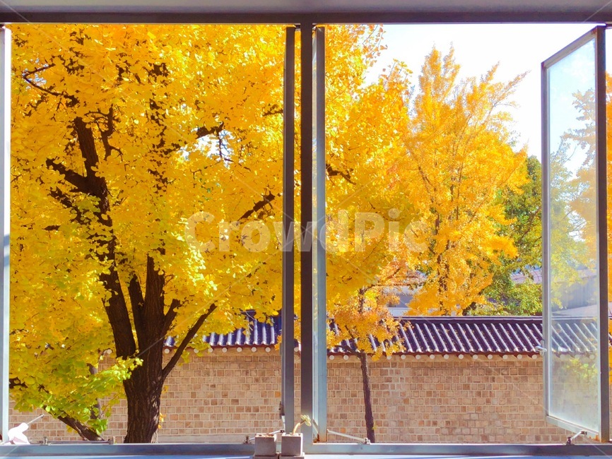 가을,창문,은행나무,은행,감성,아날로그,서촌,가을,계절,fall,autumn,season,식물,자연,plants,nature,나무,trees,wood,tree,plant