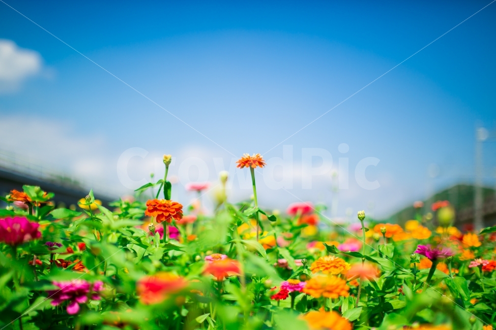 백일홍,노란꽃,장성,가을,파란하늘,식물,배경,식물,자연,plants,nature,꽃,flower