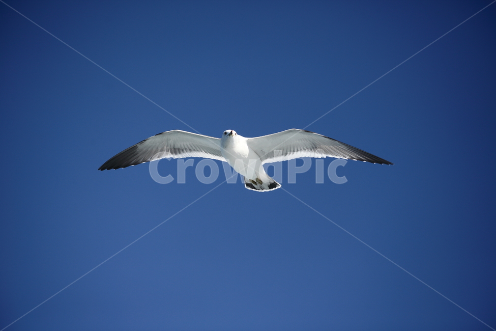갈매기,바다새,대형조류,commongull,mewgull,laruscrassirostris,괭이갈매기,동물,animal,조류,새,birds