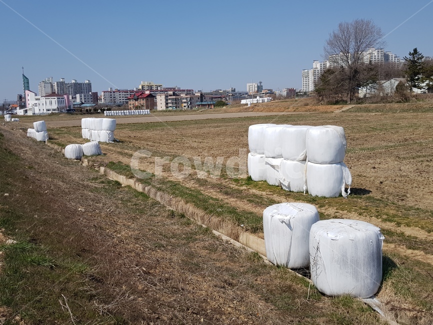 농사수확철풍경,건초덩어리,볏짚,시골논밭,가축사료,산업,industry,industrial,농업,농사,agriculture,farming,farming industry