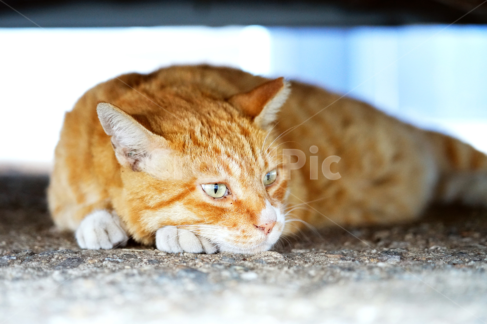 고양이,길냥이,여유,평온,휴식,힐링,명상,생각,길고양이,야옹이,냐옹이,유기묘,반려묘,애완동물,반려동물,야생동물,떠돌이,캣,펫,동물,animal,포유류,mammal,고양이,cat,kitten,kitty