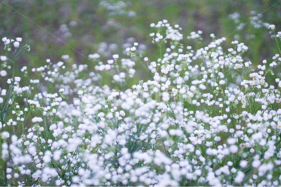 꽃,개망초,하양,풍경,초록,식물,식물,자연,plants,nature,꽃,flower